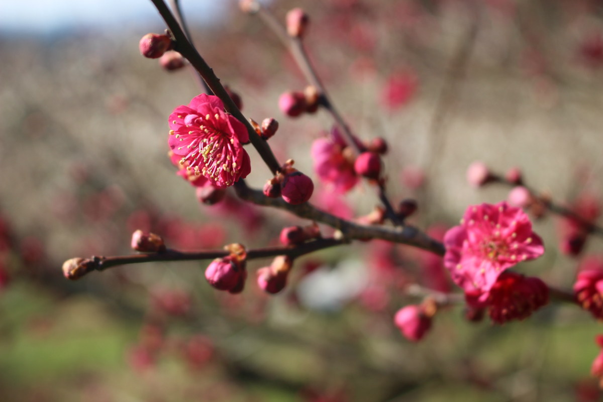 梅の花が咲く季節 Slowtrip Saga